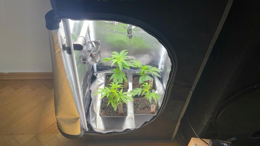 Prism Marker - MicroGrow. Week 2