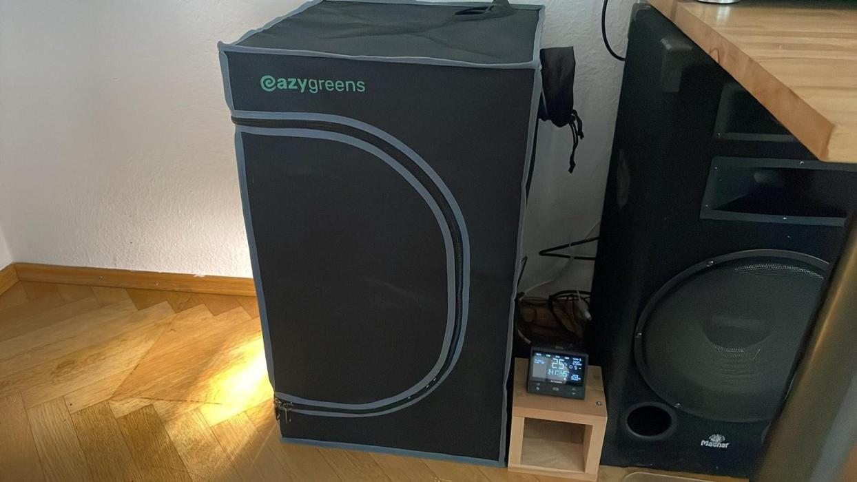 Blackberry Gum - MicroGrow. Week 1