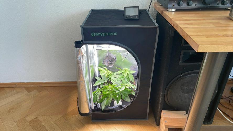 Blue Zushi - MicroGrow. Week 1