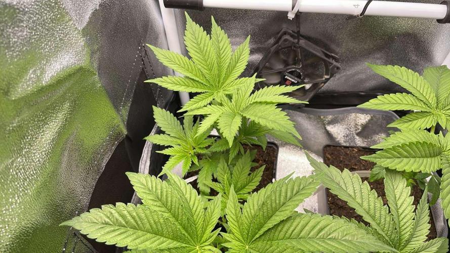 Blue Zushi - MicroGrow. Week 2 - S.A.D.