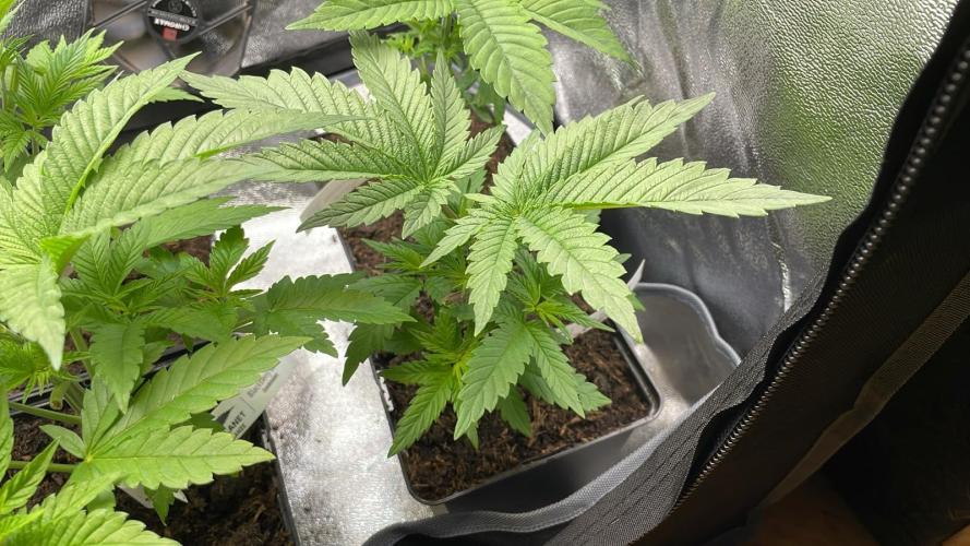 Blue Zushi - MicroGrow. Week 2 - Blue Zushi