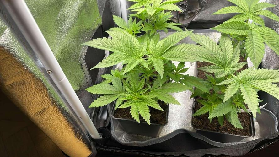 Blue Zushi - MicroGrow. Week 2 - Blackberry Gum