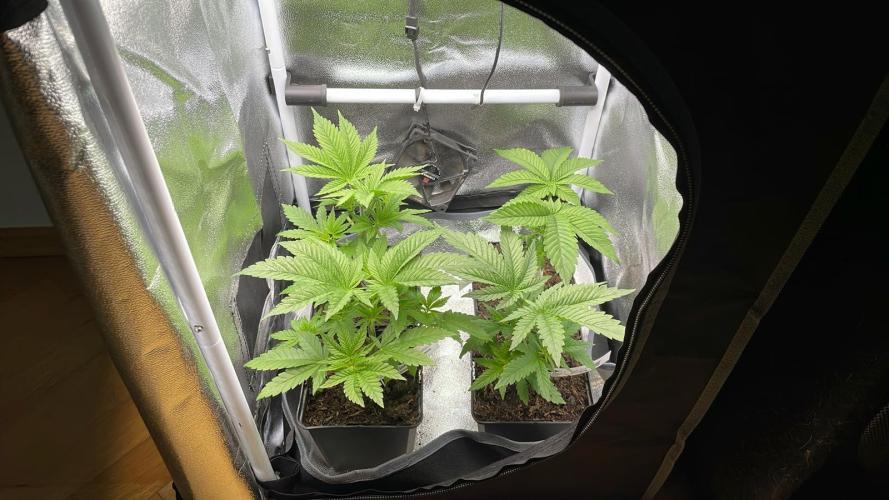 Blue Zushi - MicroGrow. Week 2