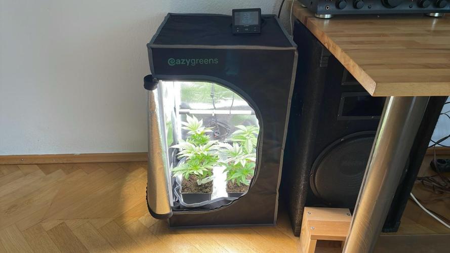 Sweet Afgani Delicious F1 - MicroGrow. Week 2