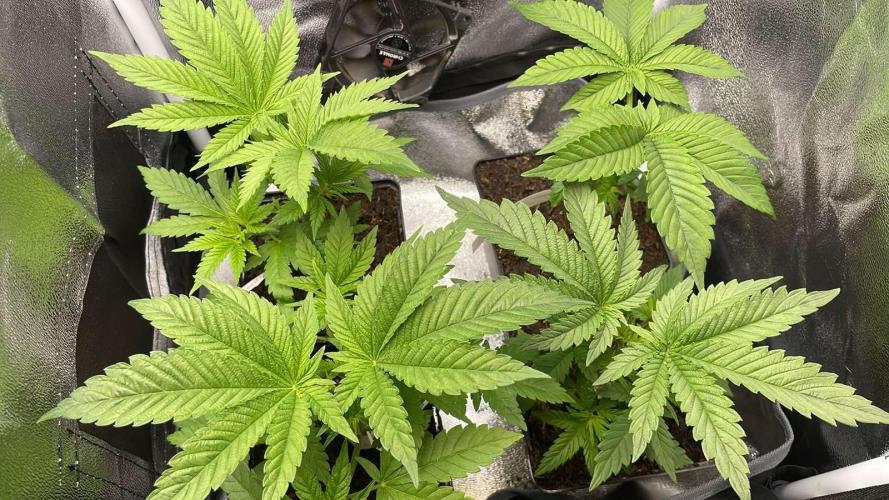 Blackberry Gum - MicroGrow. Week 2