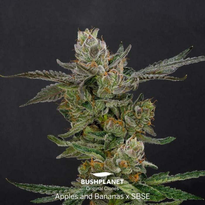 Apples & Bananas x SBSE - MicroGrow. Week 1