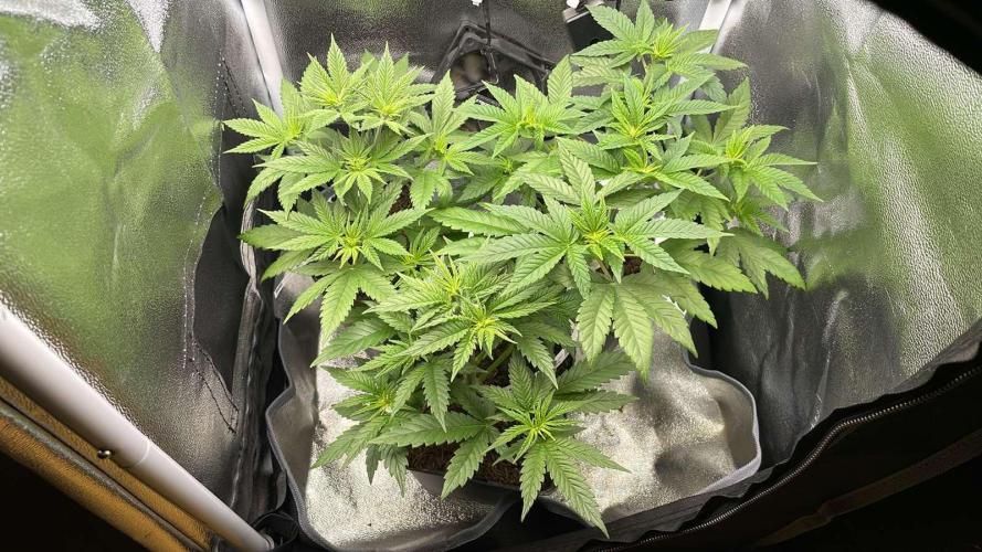 Blue Zushi - MicroGrow. Week 3