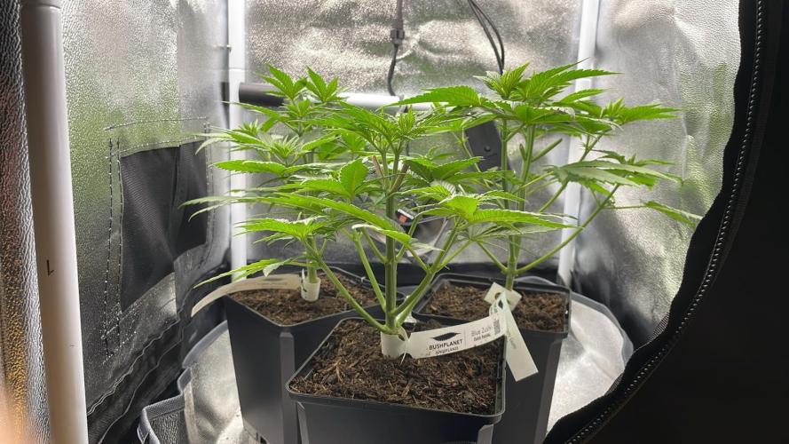 Sweet Afgani Delicious F1 - MicroGrow. Week 3