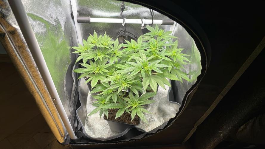 Sweet Afgani Delicious F1 - MicroGrow. Week 3