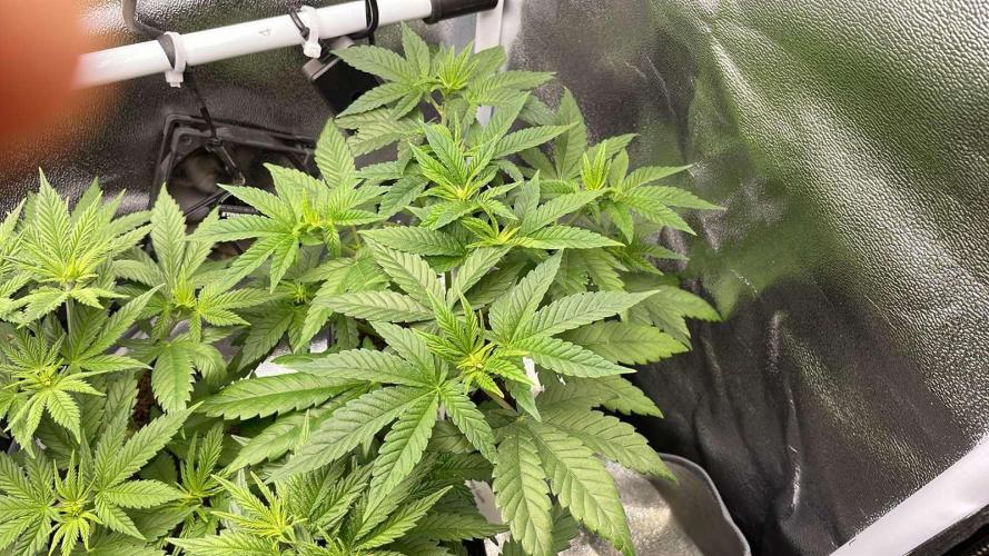 Blackberry Gum - MicroGrow. Week 3 - Blackberry Gum