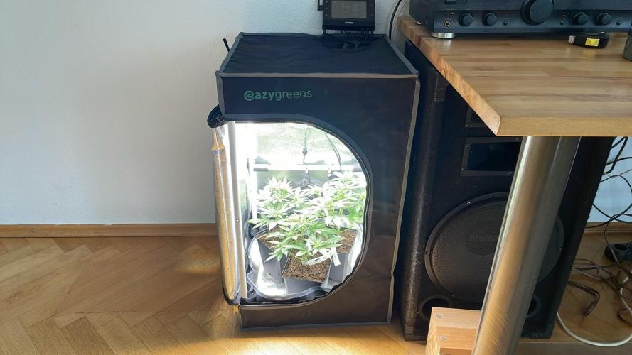 Blackberry Gum - MicroGrow. Week 3