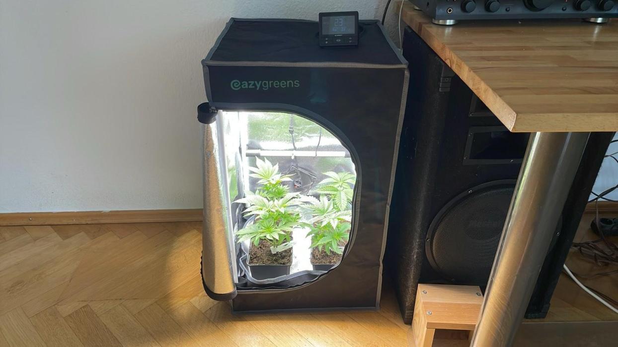 Frozen Biscotti - MicroGrow. Week 1