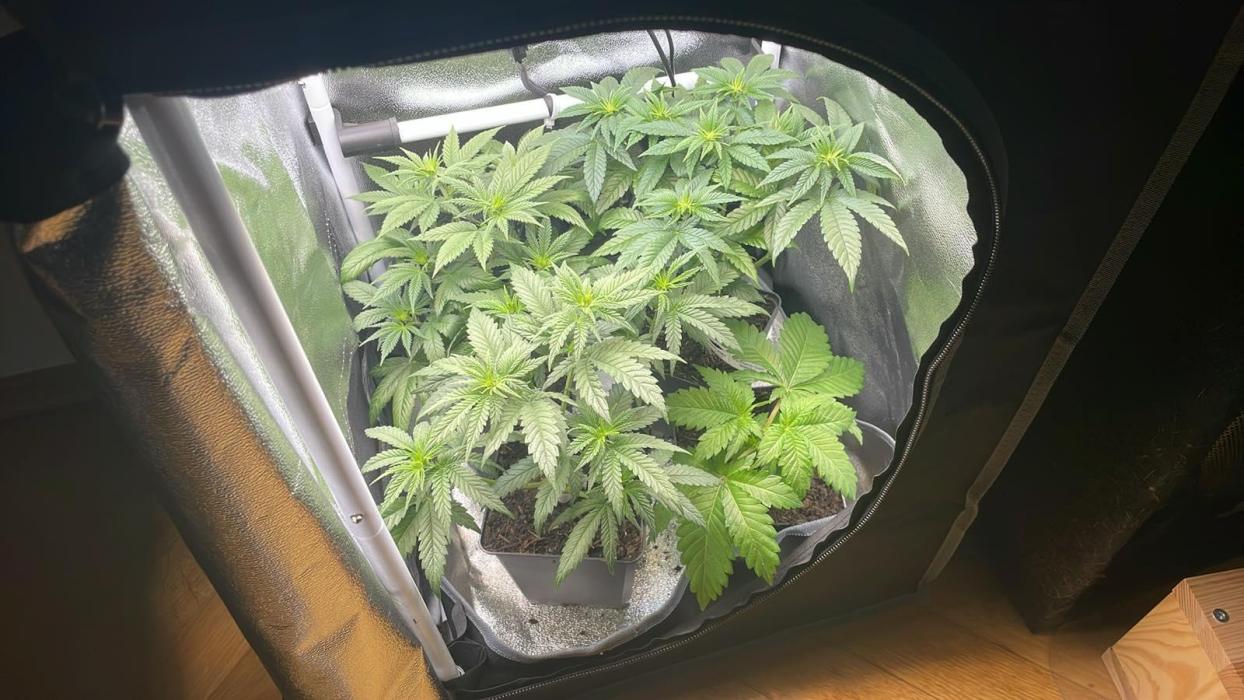 Frozen Biscotti - MicroGrow. Week 1 - came today