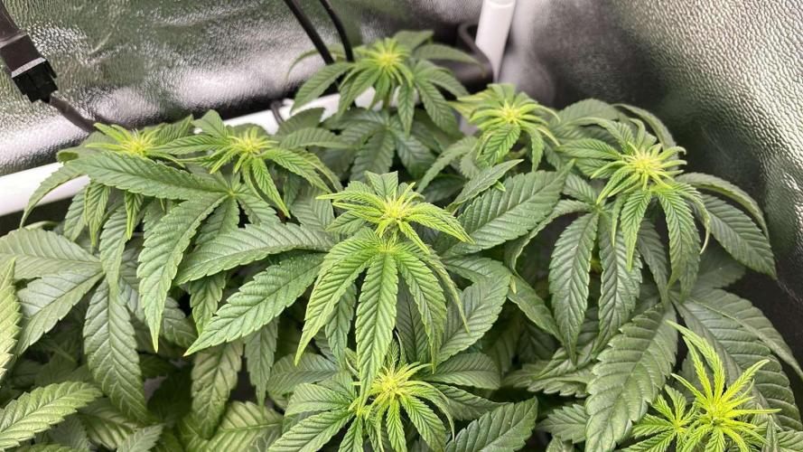 Blackberry Gum. Week 4