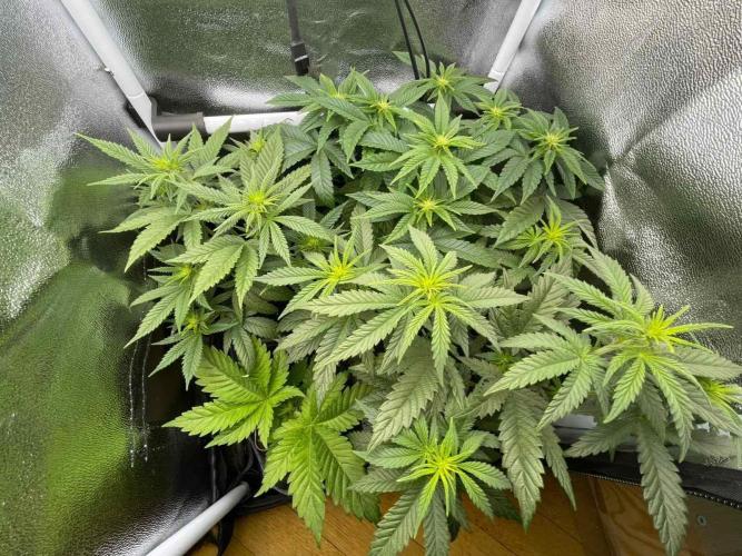 Sweet Afgani Delicious F1 - MicroGrow. Week 4