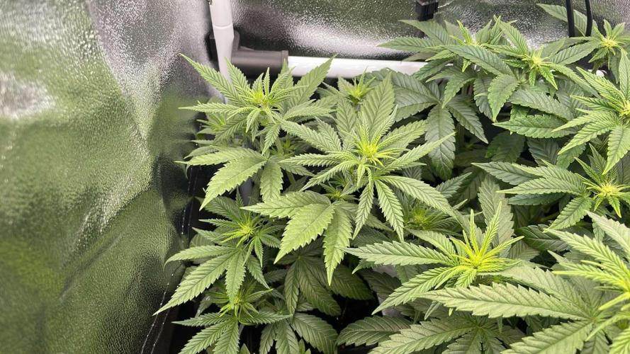 Sweet Afgani Delicious F1 - MicroGrow. Week 4 - s.a.d.