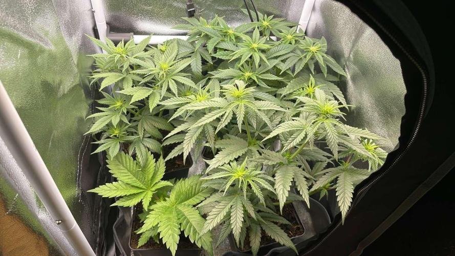 Sweet Afgani Delicious F1 - MicroGrow. Week 4