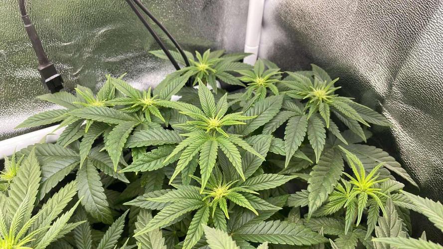 Blackberry Gum. Week 4