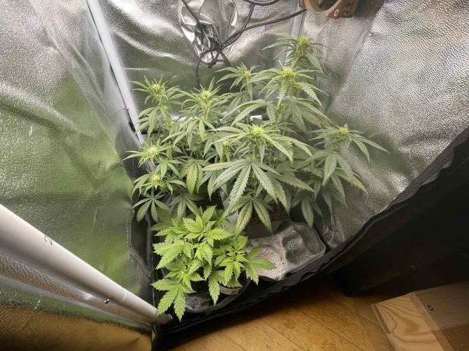 Frozen Biscotti - MicroGrow. Week 3 - left: s.a.d., right zushi, front: biscotti