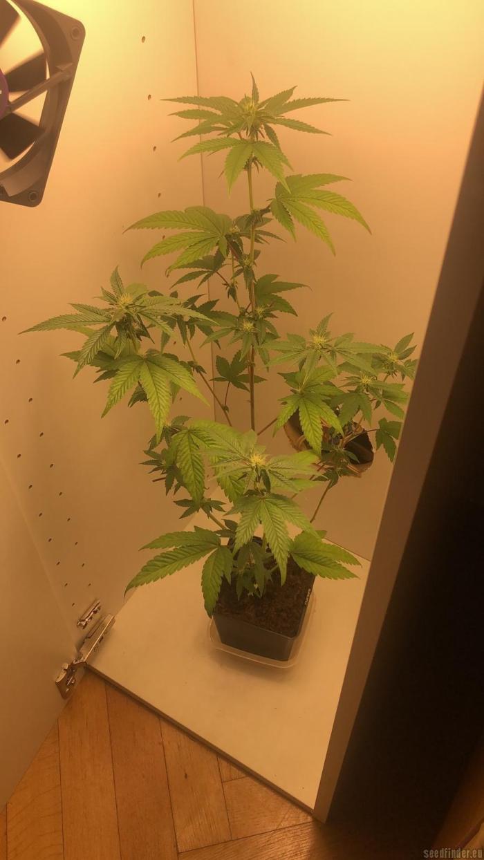 Wedding Cake - MicroGrow. Week 12 - Blüteanfang