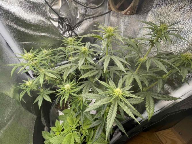 Sweet Afgani Delicious F1 - MicroGrow. Week 5 - after defoliation