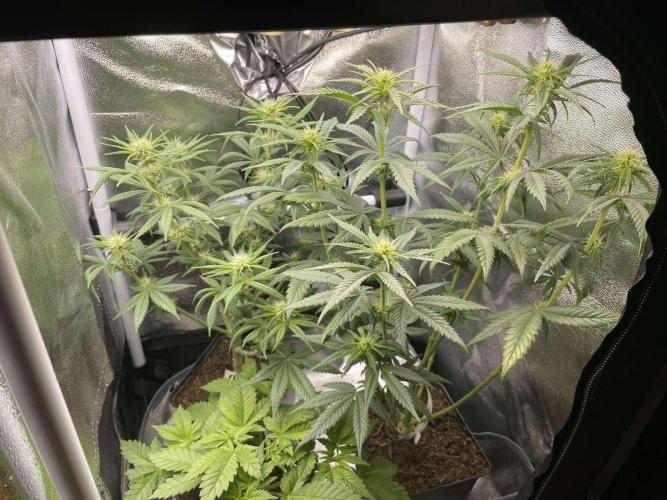 Sweet Afgani Delicious F1 - MicroGrow. Week 5 - after defoliation