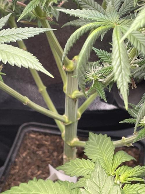 Sweet Afgani Delicious F1 - MicroGrow. Week 5 - from s.a.d.