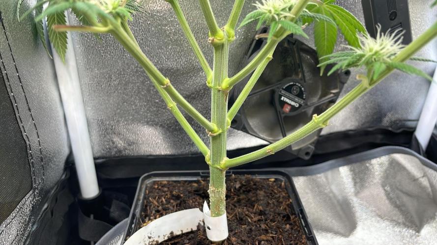 Sweet Afgani Delicious F1 - MicroGrow. Week 6 - sad