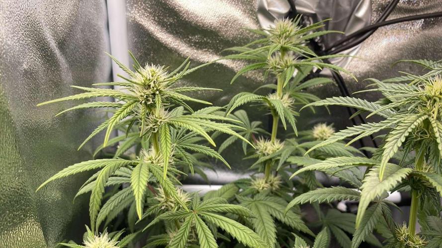 Sweet Afgani Delicious F1 - MicroGrow. Week 6 - sad