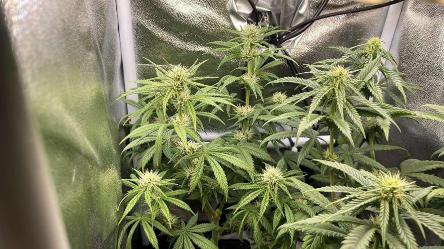 Sweet Afgani Delicious F1 - MicroGrow. Week 6 - sad left