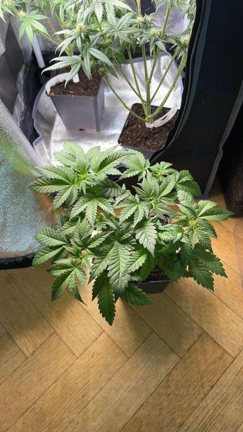 Frozen Biscotti - MicroGrow. Week 4