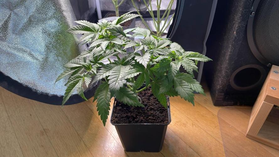 Frozen Biscotti - MicroGrow. Week 4