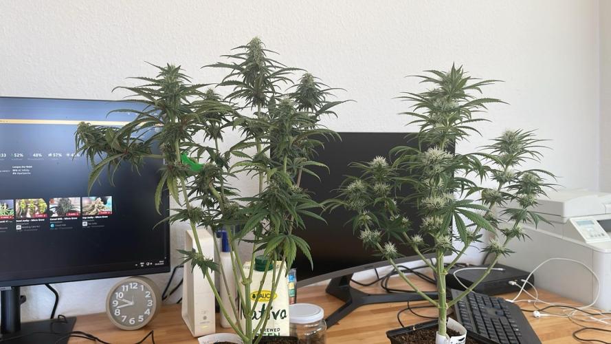 Blue Zushi - MicroGrow. Week 7