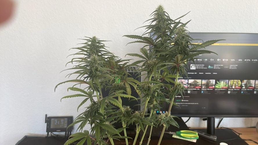 Blue Zushi - MicroGrow. Week 7 - beauty contest she wouldnt win :D