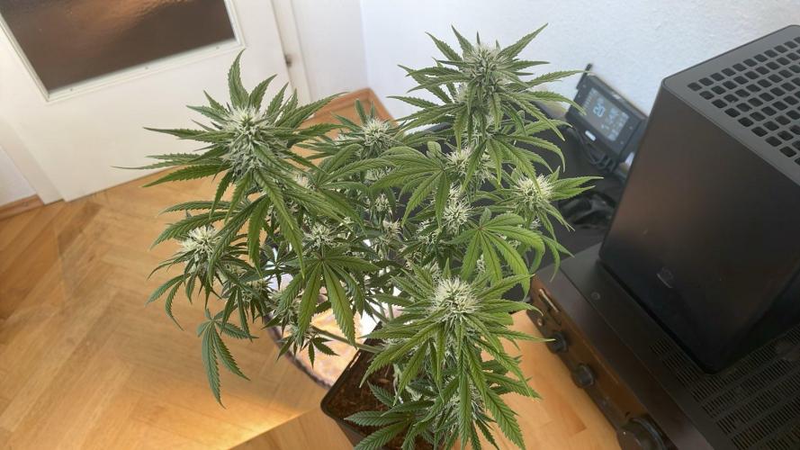 Sweet Afgani Delicious F1 - MicroGrow. Week 7