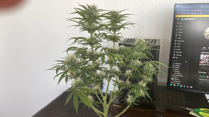 Sweet Afgani Delicious F1 - MicroGrow. Week 7