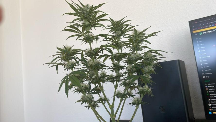 Sweet Afgani Delicious F1 - MicroGrow. Week 7