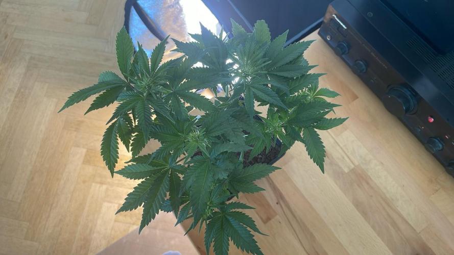 Frozen Biscotti - MicroGrow. Week 5