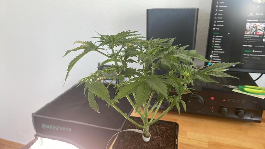 Frozen Biscotti - MicroGrow. Week 5