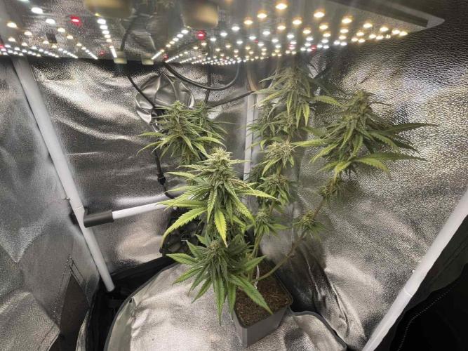 Blue Zushi - MicroGrow. Week 8