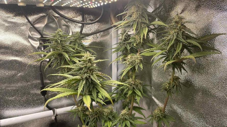 Blue Zushi - MicroGrow. Week 8