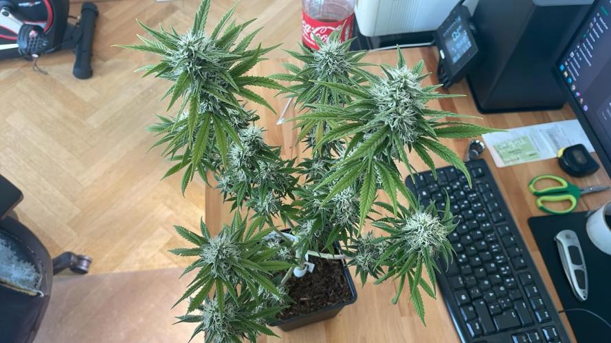 S.A.D. Sweet Afgani Delicious F1 Fast Version. Week 8