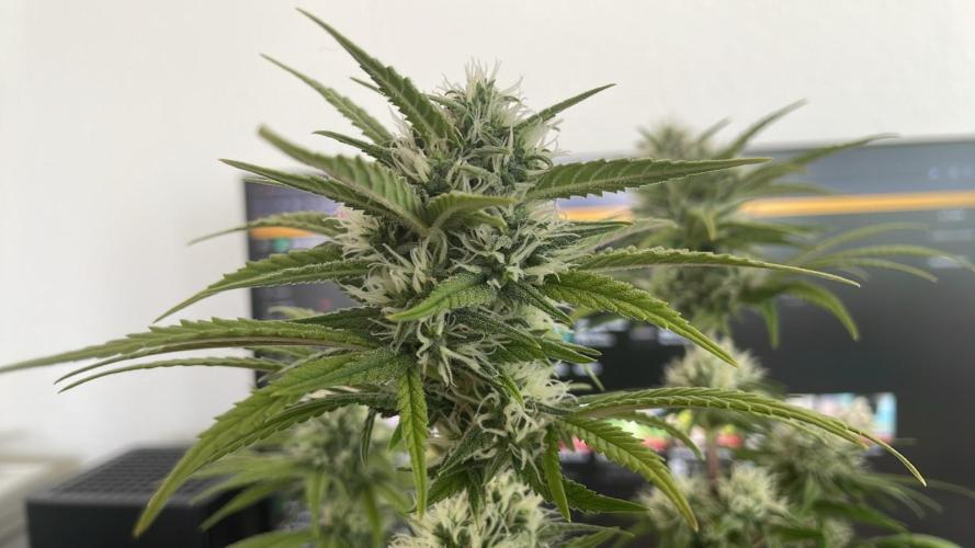 Sweet Afgani Delicious F1 - MicroGrow. Week 8
