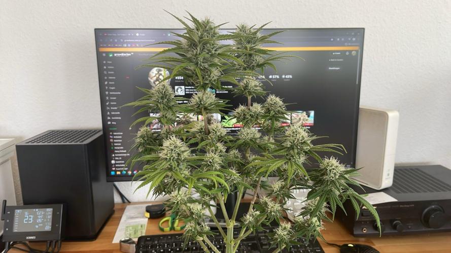 Sweet Afgani Delicious F1 - MicroGrow. Week 8