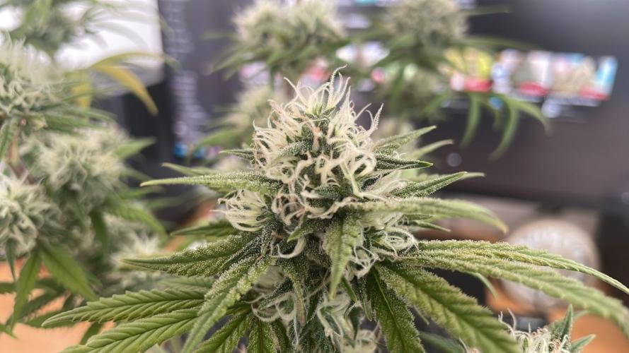 Sweet Afgani Delicious F1 - MicroGrow. Week 8