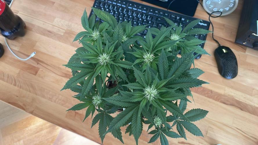 Frozen Biscotti - MicroGrow. Week 6