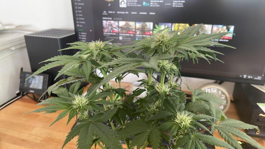 Frozen Biscotti - MicroGrow. Week 6