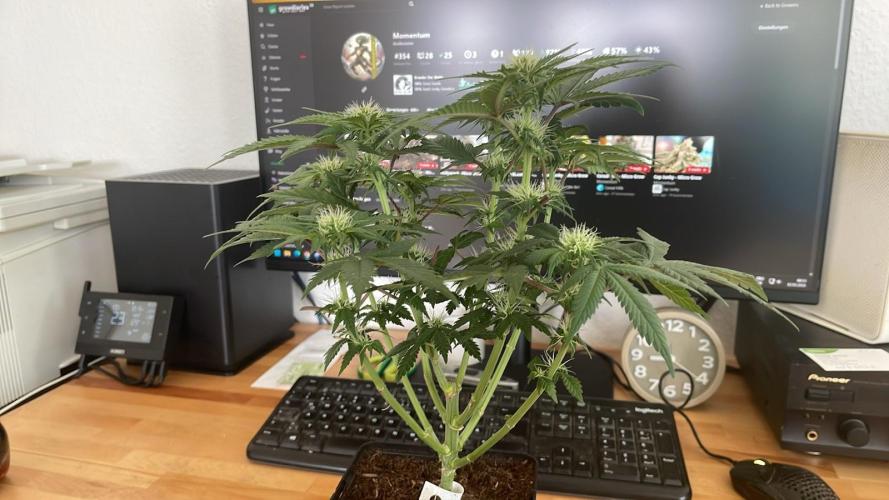 Frozen Biscotti - MicroGrow. Week 6