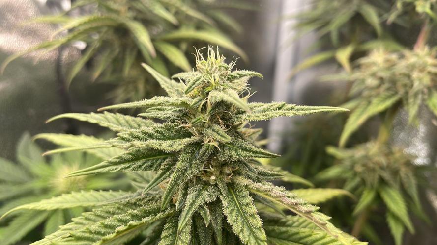 Blue Zushi - MicroGrow. Week 8