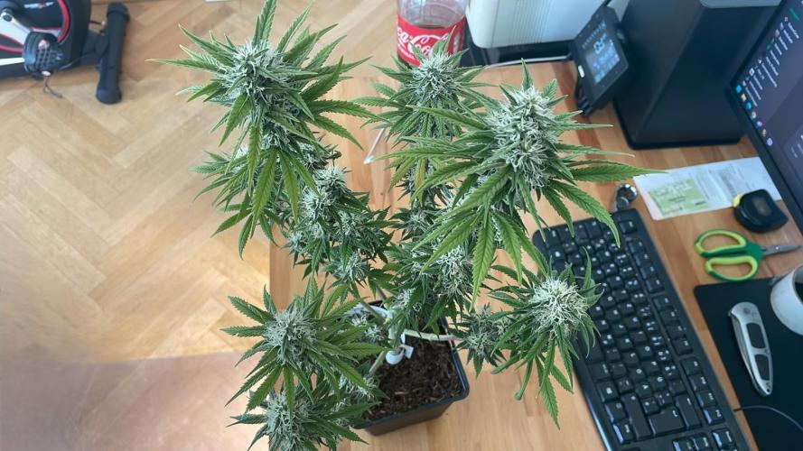 Sweet Afgani Delicious F1 - MicroGrow. Week 8